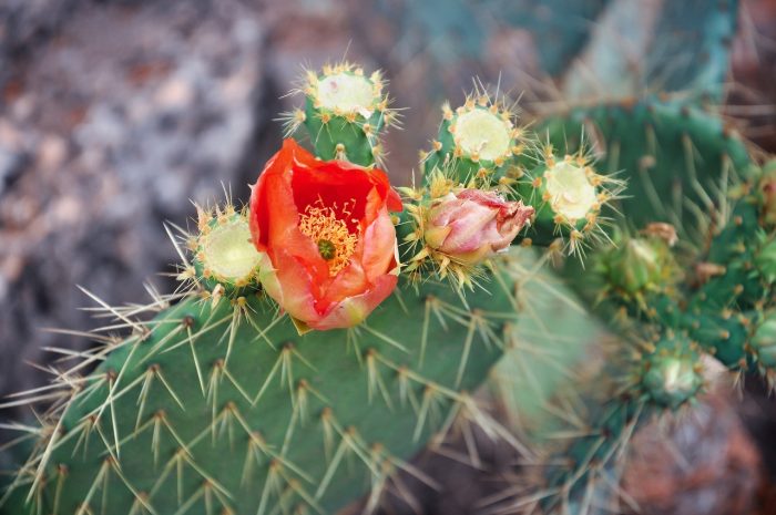 Cactus with thorns and a red flower. Blooming succulent. Tropica