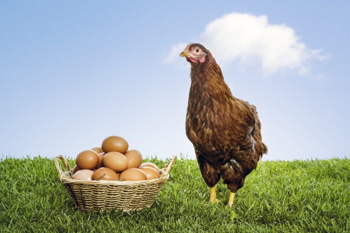 Hen with organic brown eggs piled in a wicker basket