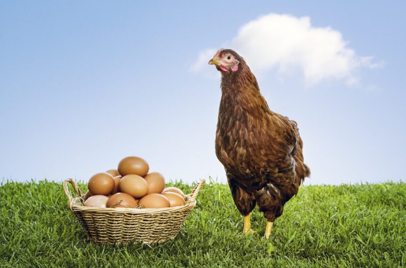 Hen with organic brown eggs piled in a wicker basket