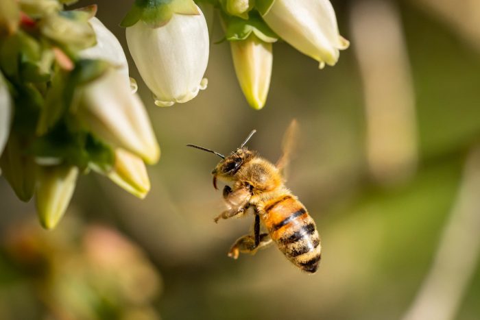 Abejas