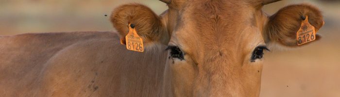 Closeup of a Tarentaise cattle in the Spanish Dehesa, Salamanca, Spain
