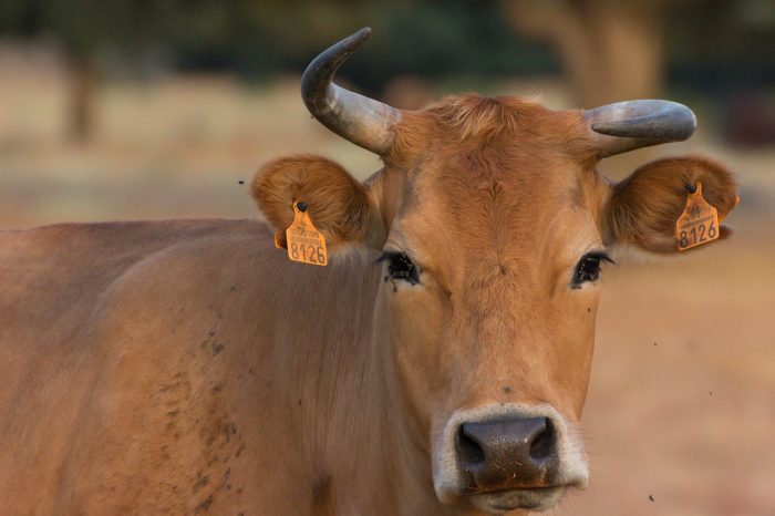 Closeup of a Tarentaise cattle in the Spanish Dehesa, Salamanca, Spain
