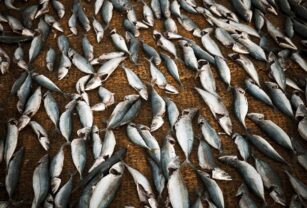 School Of Fish Prepared And Drying