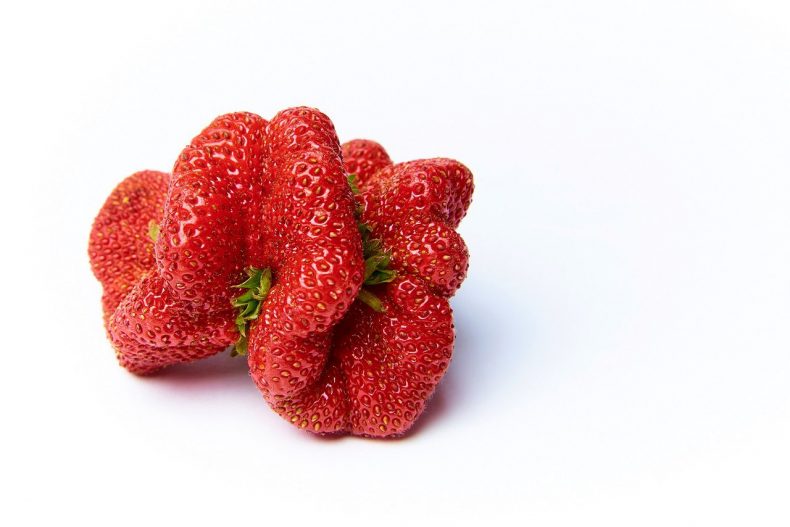 Strawberries of strange shape isolated on white background.Copy space.