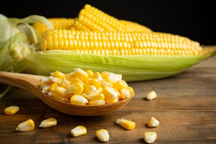 La semilla de maíz, un poderoso ingrediente que mueve al mundo