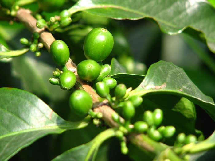Con Inteligencia Artificial podrán detectar defectos en la producción de café