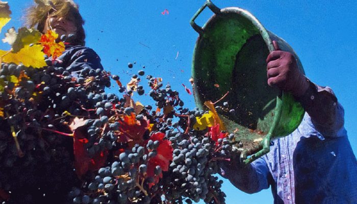 los desechos de las uvas podrían utilizarse como productos funcionales con poder antioxidante y fibra
