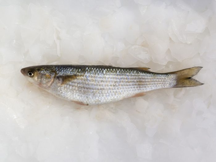 Innovan grasa de pescado cultivado a partir de células madre