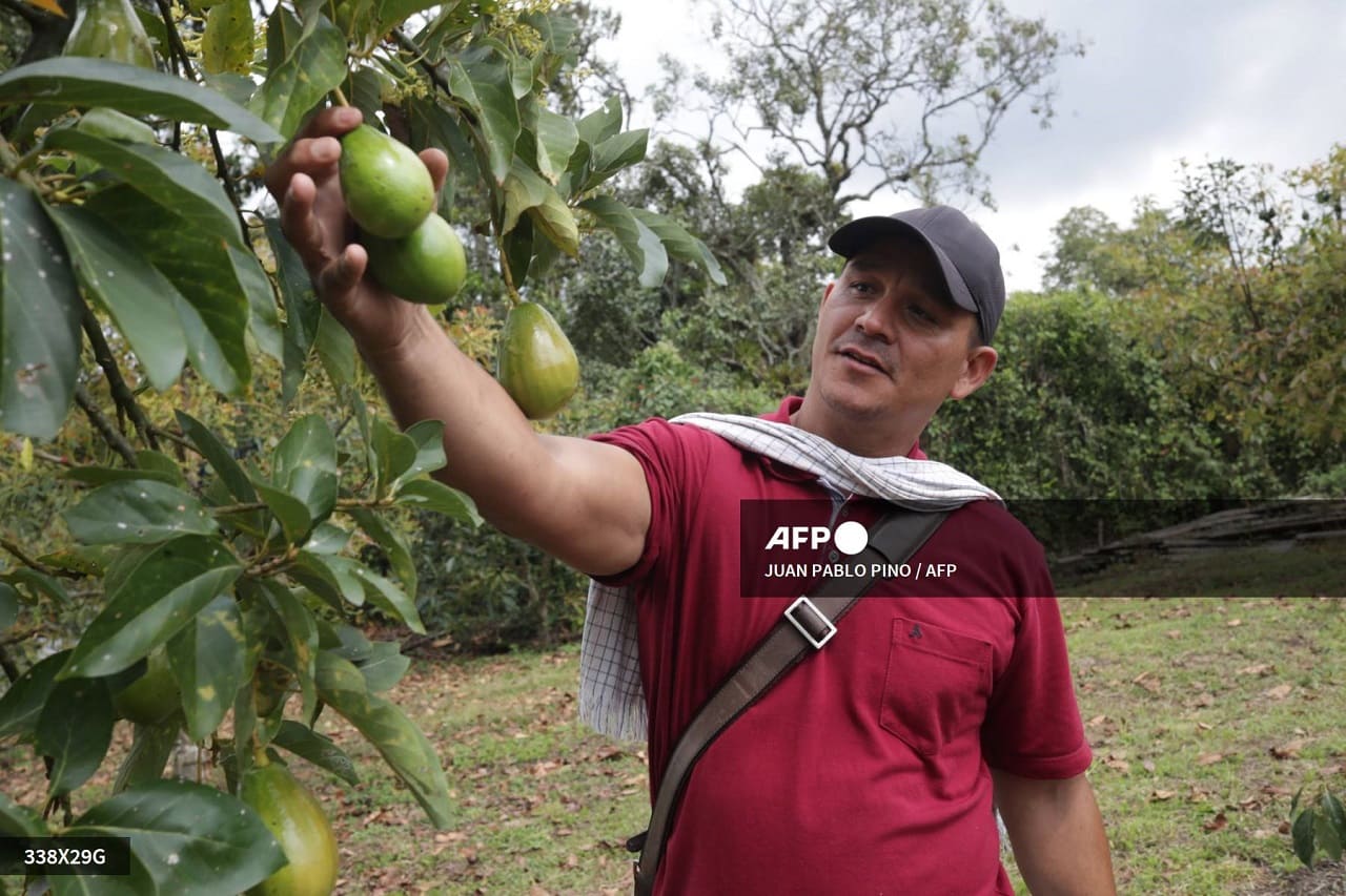 Los aguacates, manjar del Super Bowl y fruta de la discordia en Colombia