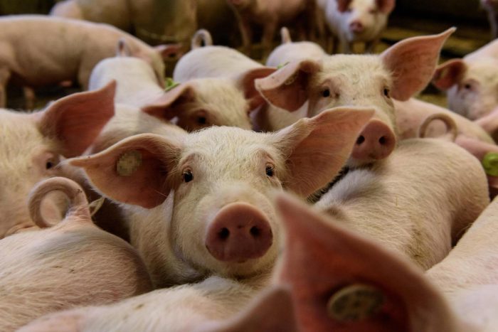Argentina crea un programa para asistir a los productores porcinos y apicultores