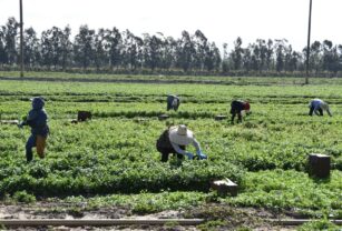 EEUU busca restaurar protecciones a trabajadores agrícolas contra pesticidas