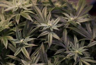 El Parlamento español rechaza una legalización integral del cannabis