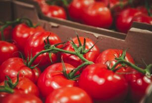 Industria y productores de tomate acuerdan precio de 155 euros la tonelada