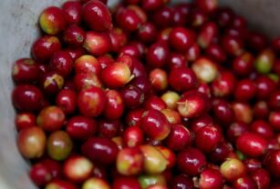 Las exportaciones de café de Honduras bajan 24 % en los cinco primeros meses de cosecha