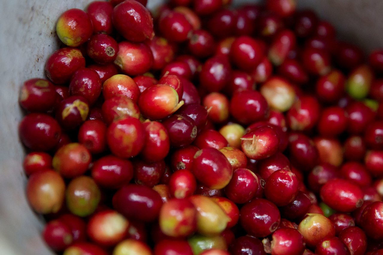 Las exportaciones de café de Honduras bajan 24 % en los cinco primeros meses de cosecha