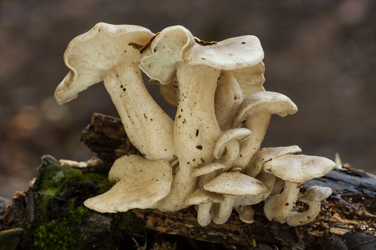 Expandirán la producción del cultivo de proteínas a base de micelio
