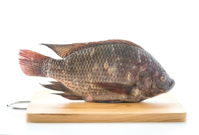 Tilapia