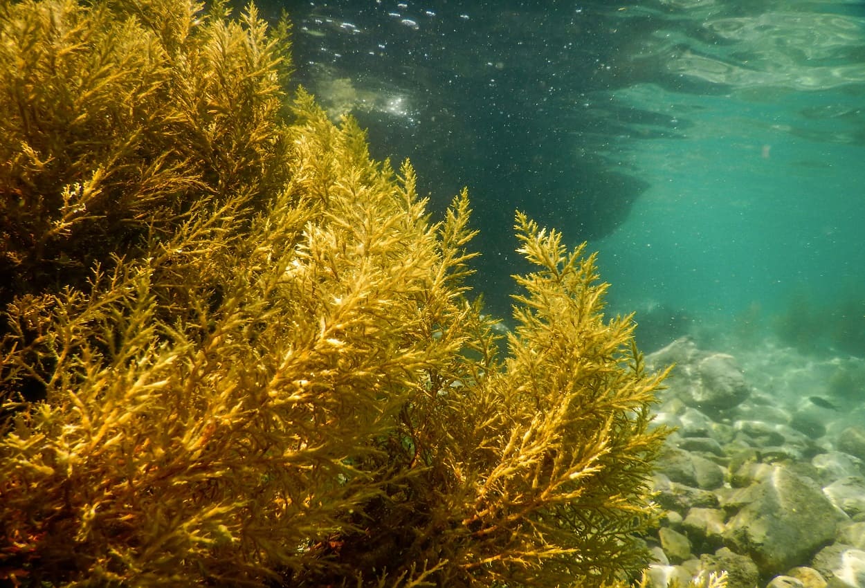 Cultivo de algas marinas es una alternativa sustentable a la agricultura