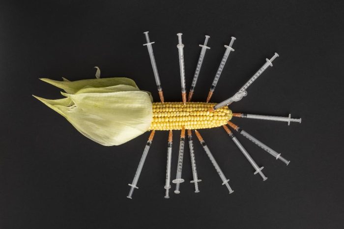 gmo-chemical-modified-food-corn-syringes