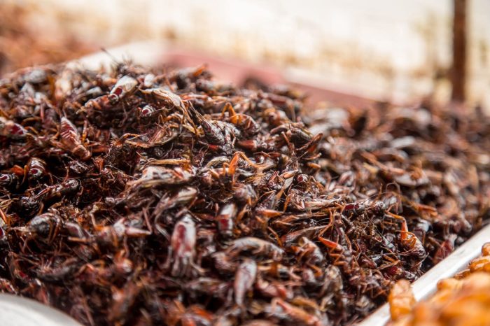 insectos-saltamontes-comida-callejera-tailandesa-