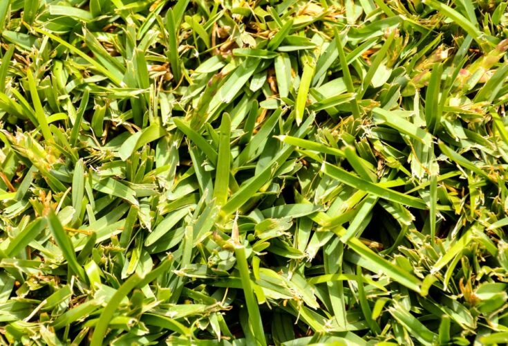 pasto THE FOOD TECH Medio de noticias líder en la Industria de