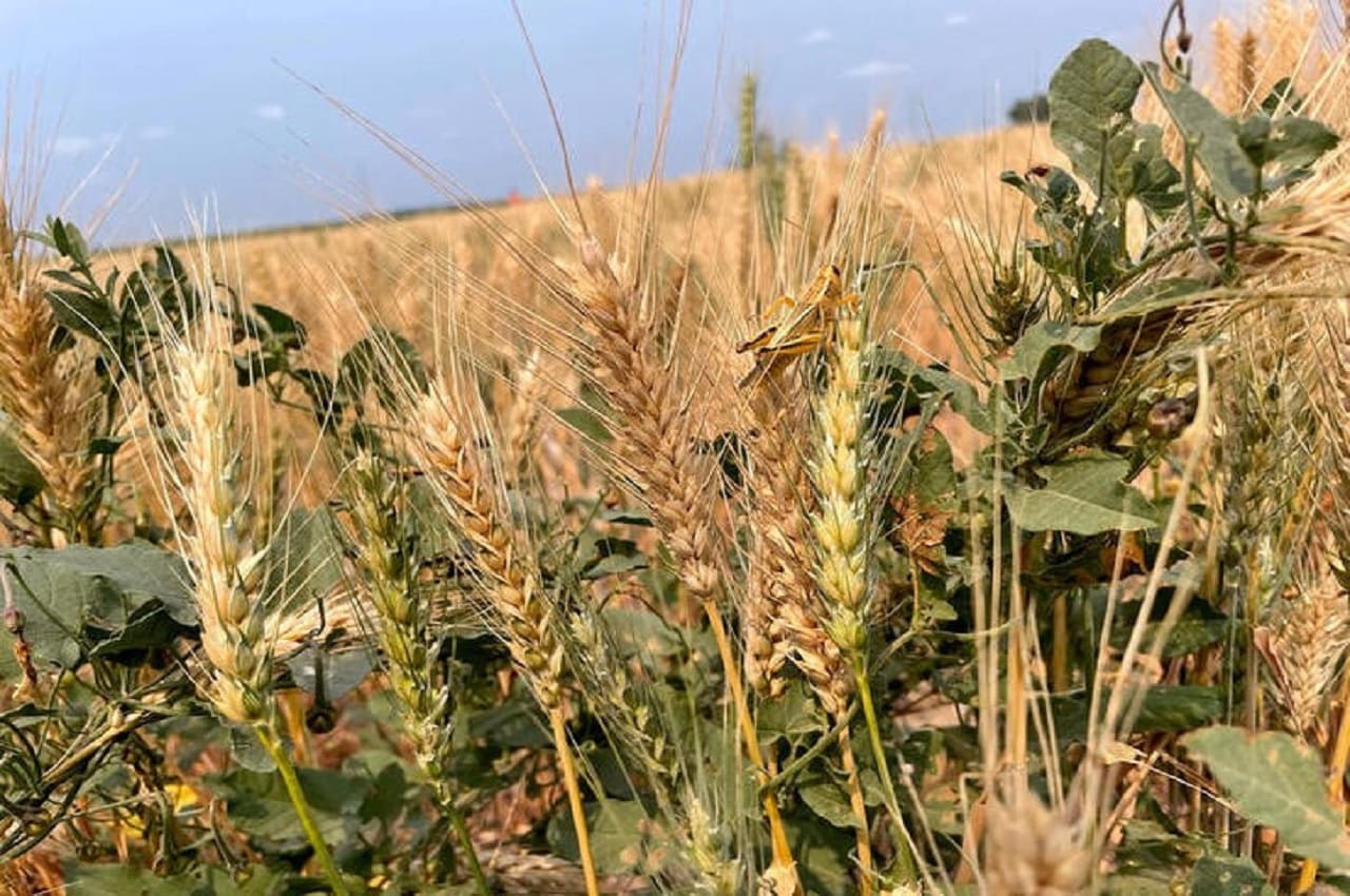 La Producción De Trigo Enfrenta Una Sequía Severa En Euu 0588