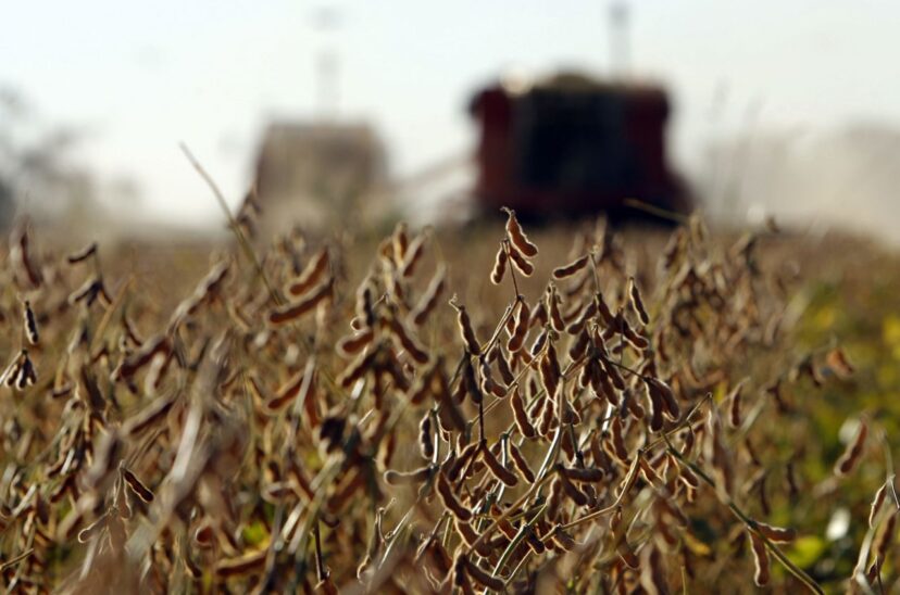 Argentina recortará en 7.300 millones de dólares sus exportaciones de soja