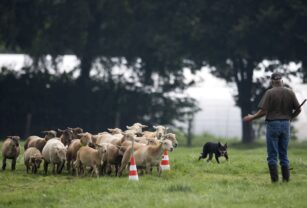 Australia comienza el proceso para prohibir la exportación de ovejas vivas