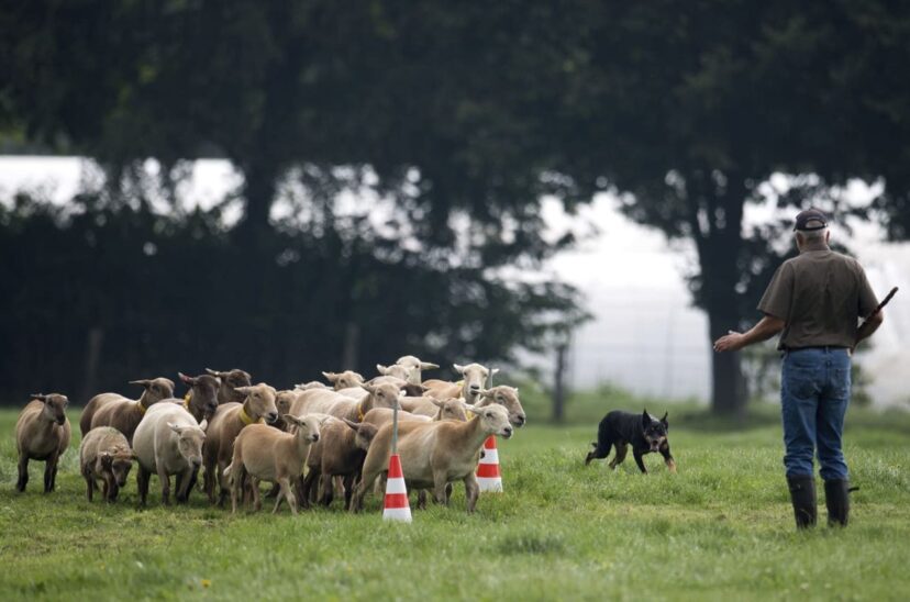 Australia comienza el proceso para prohibir la exportación de ovejas vivas