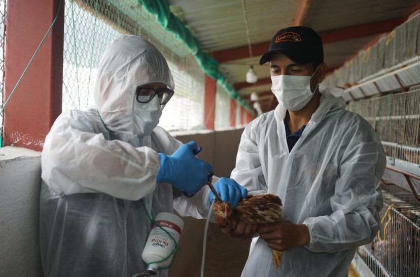 Ecuador comienza la vacunación contra la gripe aviar con cuatro millones de dosis