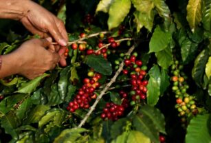 El precio del café se modera en el último año con previsión de más producción