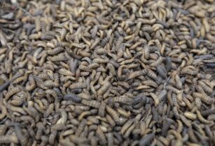 Italia separará la harina de insecto de otros productos en los supermercados