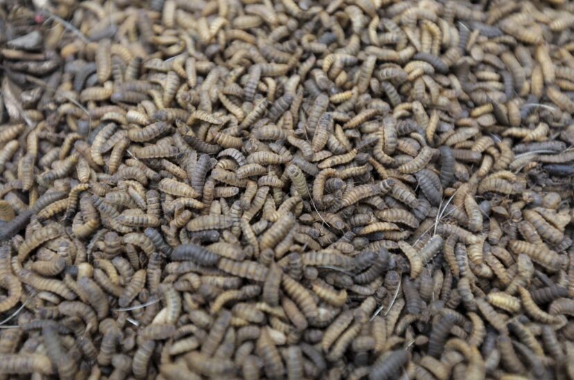 Italia separará la harina de insecto de otros productos en los supermercados