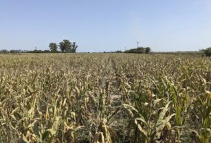 "La sequía es muy ingrata", lamentan los productores agropecuarios argentinos