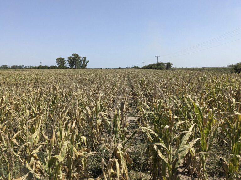 "La sequía es muy ingrata", lamentan los productores agropecuarios argentinos