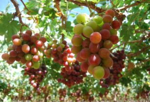 Perú comienza a exportar uva a Japón con un potencial de 17 millones de dólares