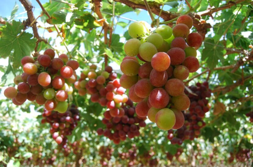 Perú comienza a exportar uva a Japón con un potencial de 17 millones de dólares
