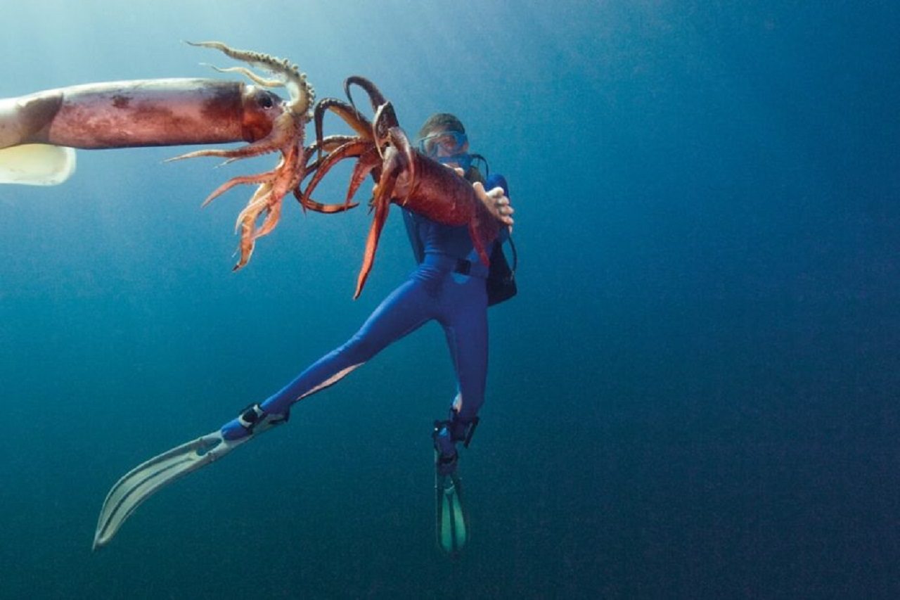 calamar-gigante-Mèxico