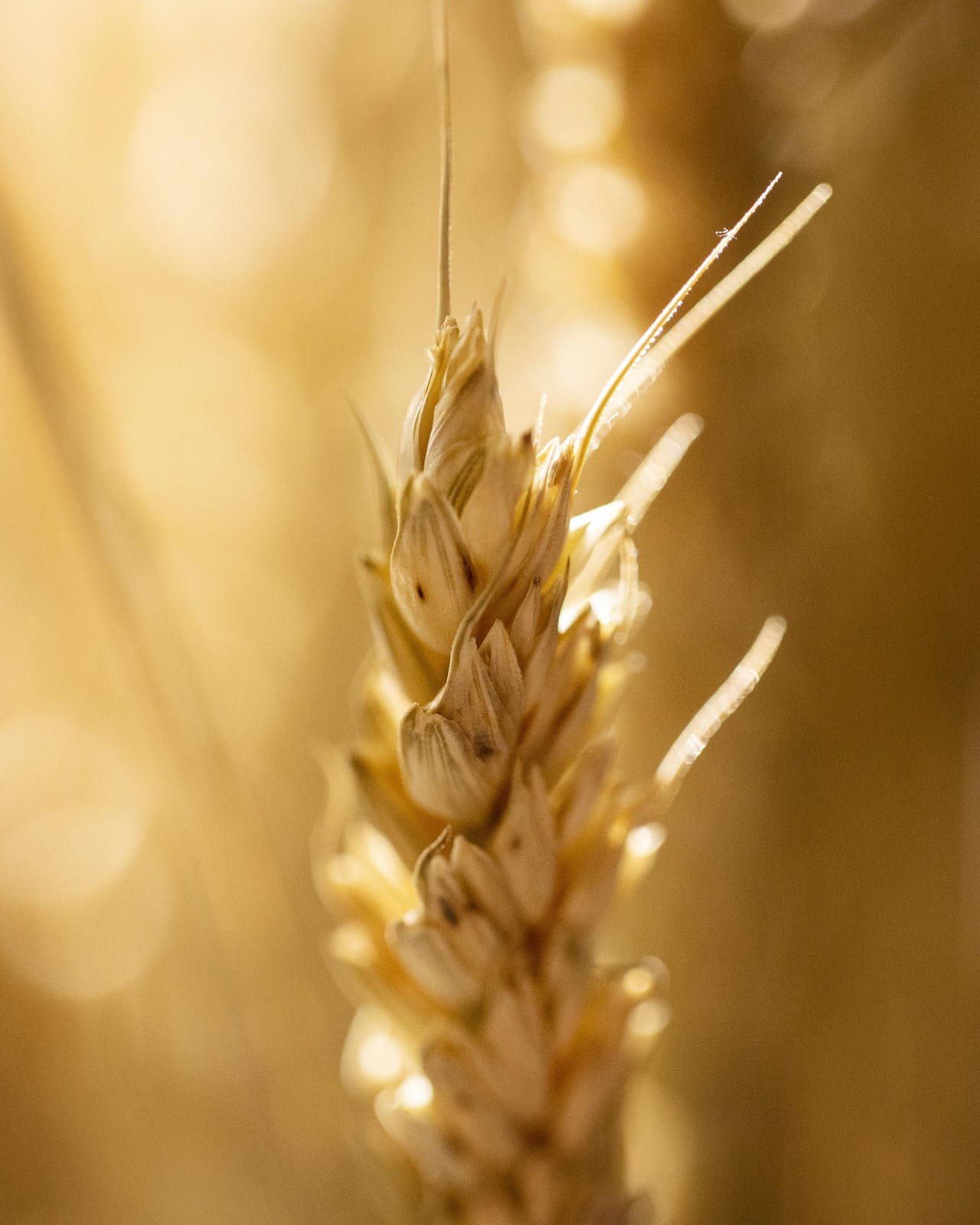 Brasil aprueba el cultivo, la importación y la venta de trigo transgénico