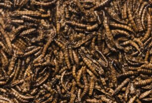 granja-de-insectos-gusanos