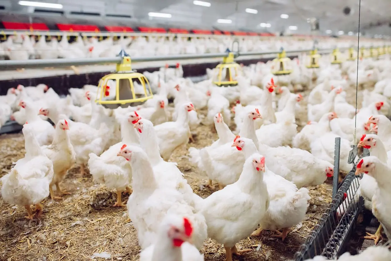Alimentos para el consumo animal aportan la mayor parte de la huella ganadera