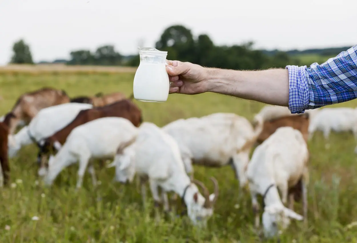 La leche de camello y cabra se hacen un espacio en el sector de la nutrición