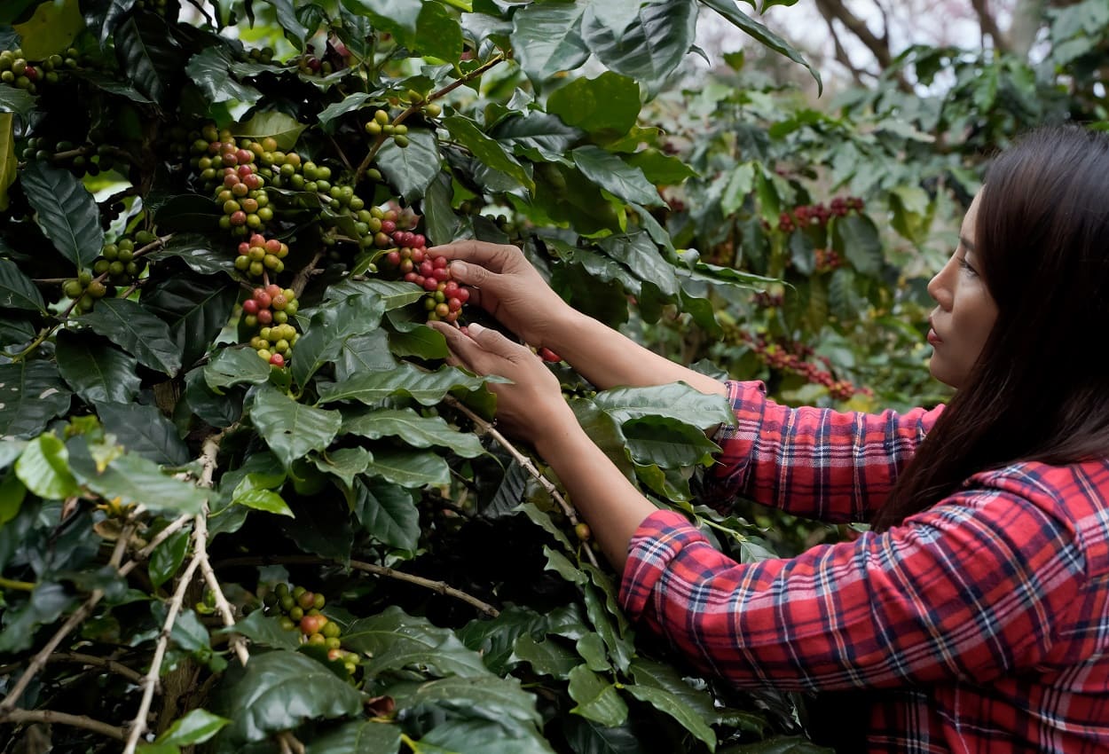 El sector cafetalero busca la transición hacia una industria más sustentable