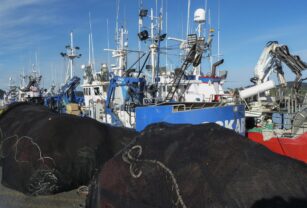 Ecologistas piden a países UE apoyar impuesto sobre combustible en la pesca