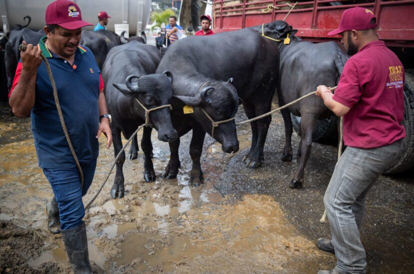 Exportar búfalo, el nuevo reto que asumen los productores de Venezuela