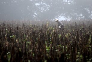 La FAO advierte de la posibles sequías en América ante la llegada de El Niño