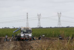 La producción brasileña de caña de azúcar crecerá 4,4 % en la nueva cosecha