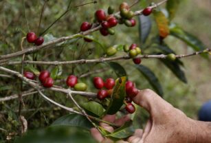 La producción de café de Colombia cae un 13 % en marzo