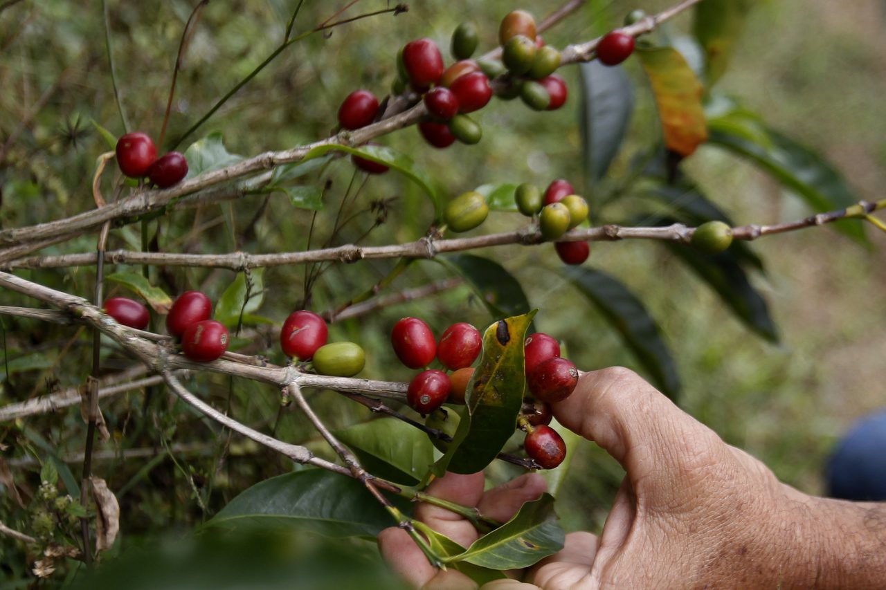 La producción de café de Colombia cae en marzo