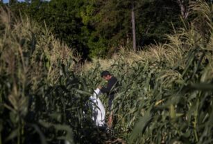 Paraguay registra récord en exportaciones de maíz durante la cosecha 2022-2023